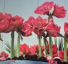 bezoek-amarylliskwekerij bezoek-amarylliskwekerij