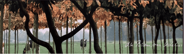 rondleiding-vormboomkwekerij-van-roessel rondleiding-vormboomkwekerij-van-roessel